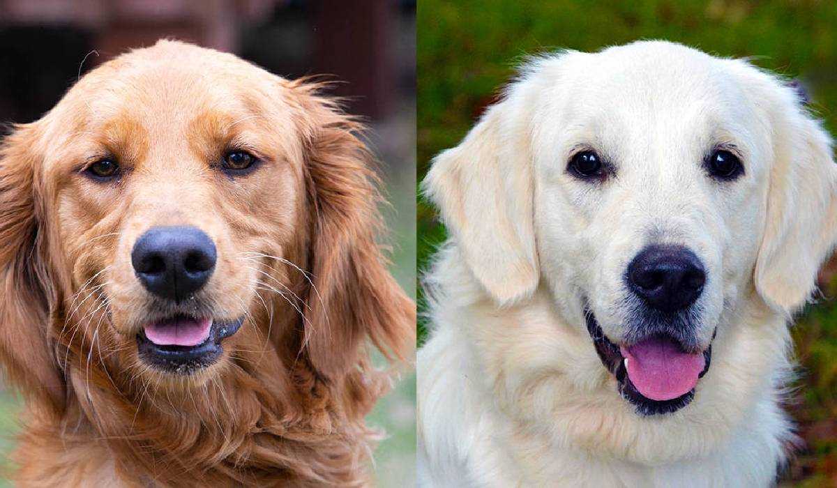 common-ground-between-labs-and-goldens