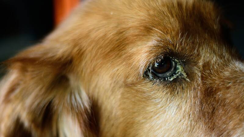 How-to-prevent-eye-problems-in-golden-retrievers