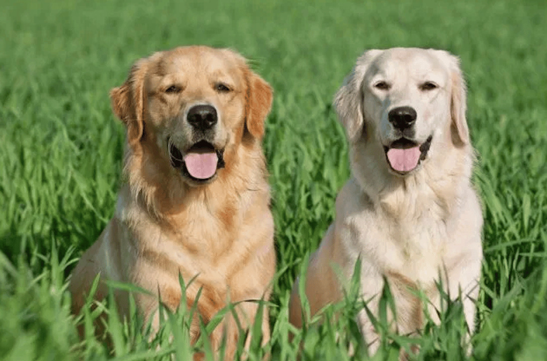 labrador-retriever-vs-golden-retriever-a-side-by-side-comparison