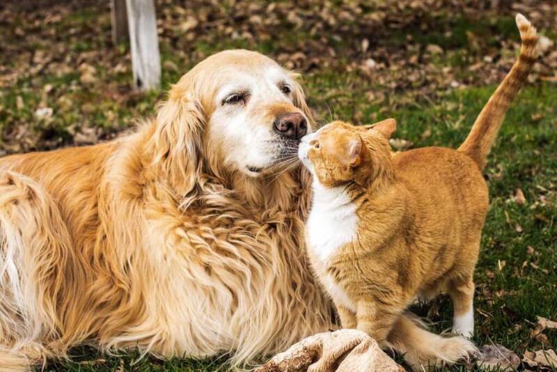 are-golden-retrievers-good-with-cats