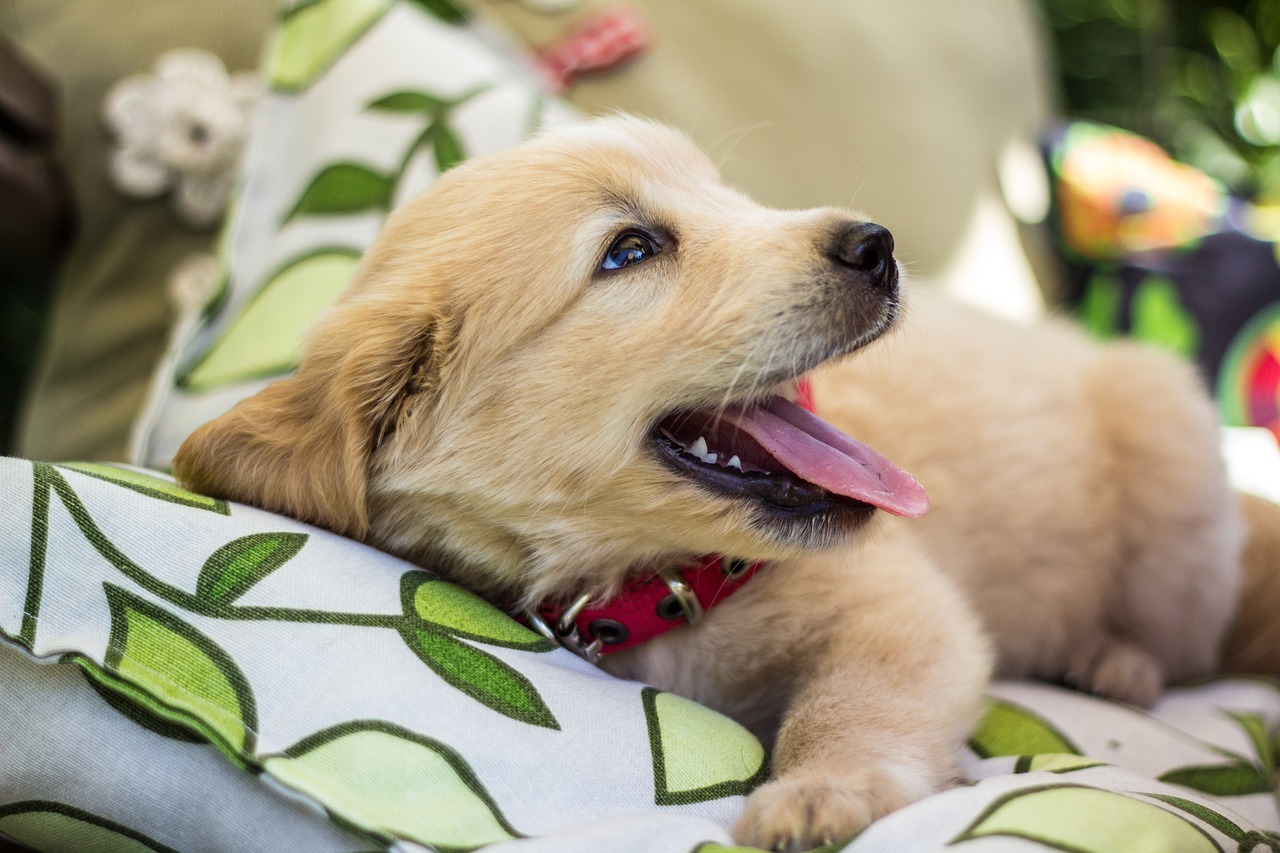 Advantages of Neutering Your Golden Retrievers