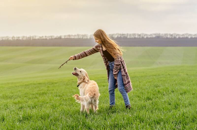 basic-obedience-training-for-golden-retrievers