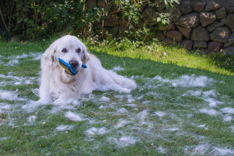 causes-of-golden-retriever-shedding