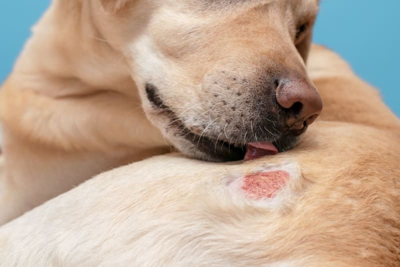 causes-of-skin-problems-in-golden-retrievers