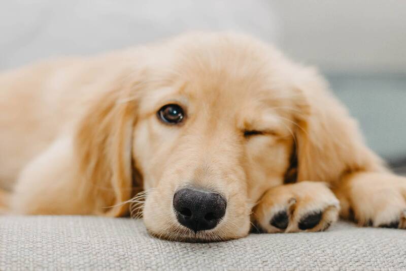 common-causes-of-golden-retriever-eye-problems