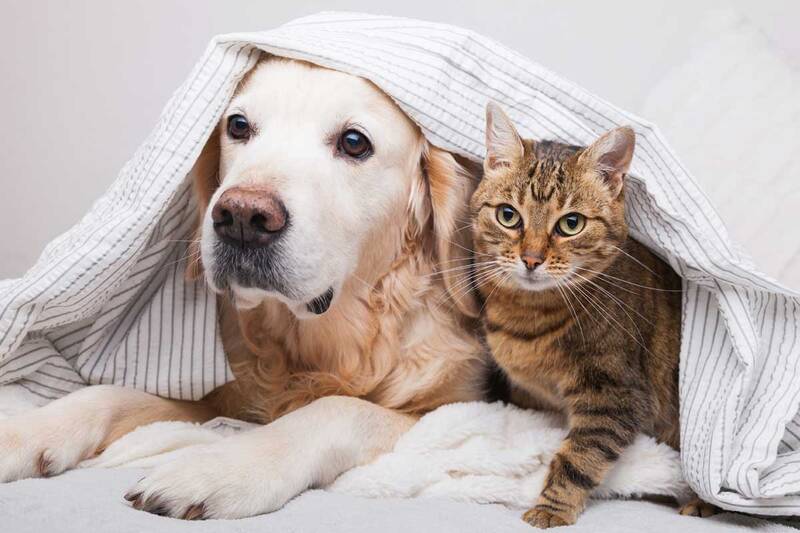 common-problems-and-solutions-to-improve-relationship-between-goldie-and-cat