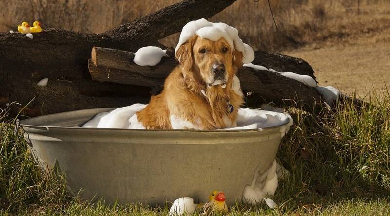 criteria-for-choosing-the-best-shampoo-for-golden-retrievers