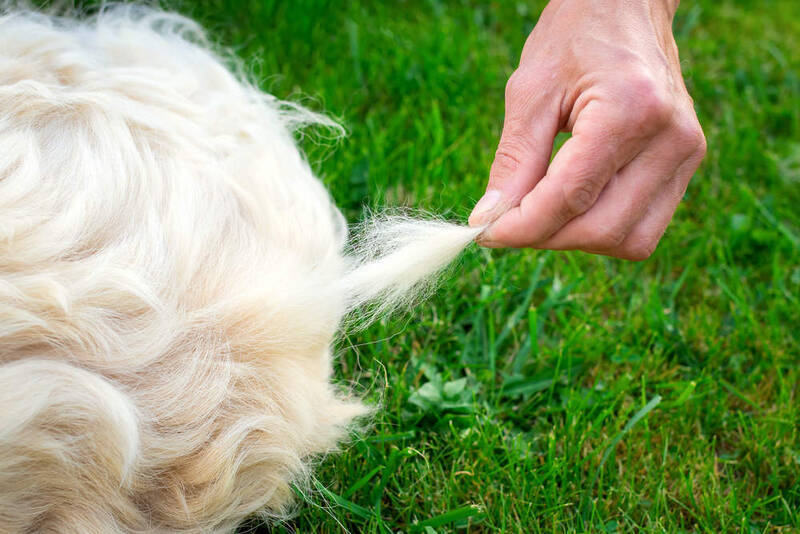 do-golden-retrievers-shed