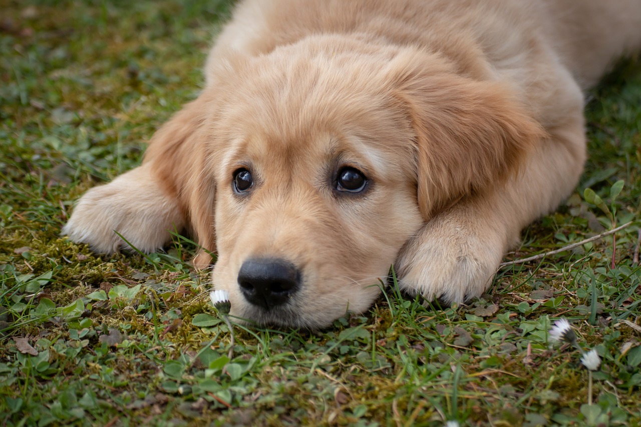 When to Neuter Golden Retriever: Balancing Health and Timing