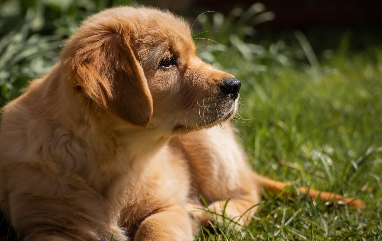 When to Neuter Golden Retriever