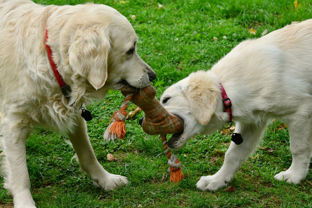 Best Toys for Golden Retrievers: Hours of Fun & Fitness