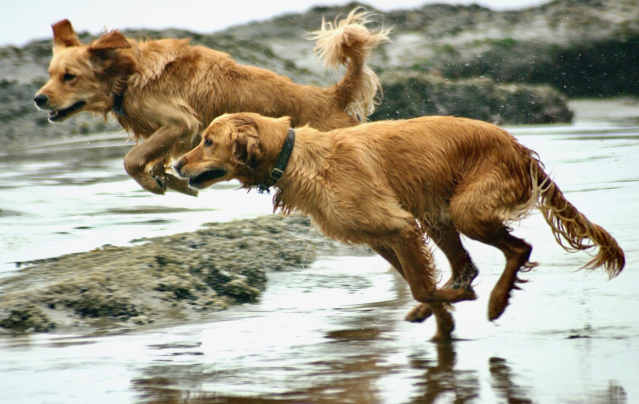 how-much-exercise-does-a-golden-retriever-need