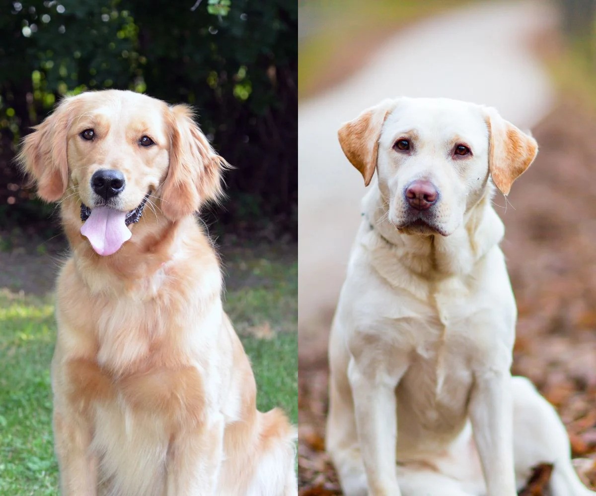 Labrador Retriever VS Golden Retriever: Key Differences 