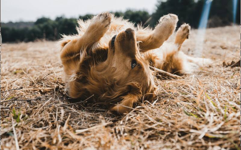 factors-affecting-the-allergic-potential-of-golden-retrievers