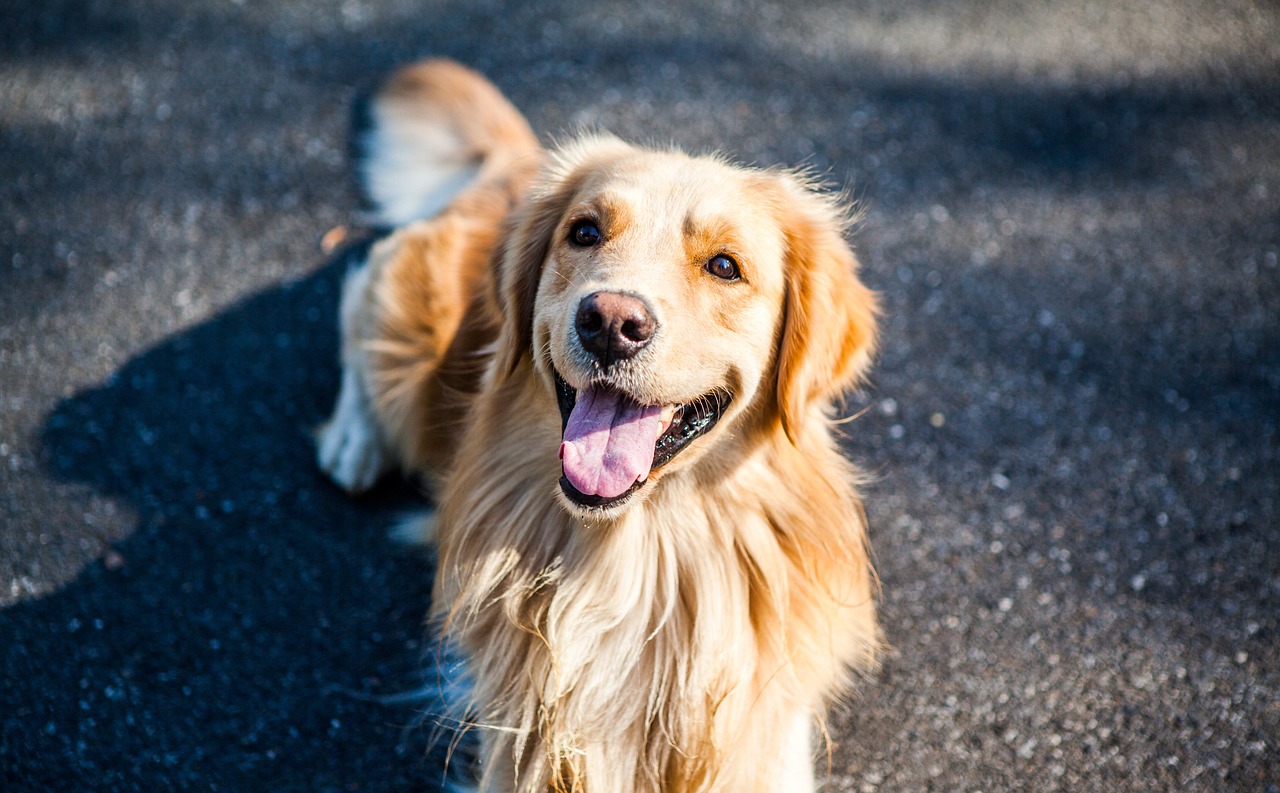 Are Golden Retrievers Good Guard Dogs: An Expert Review