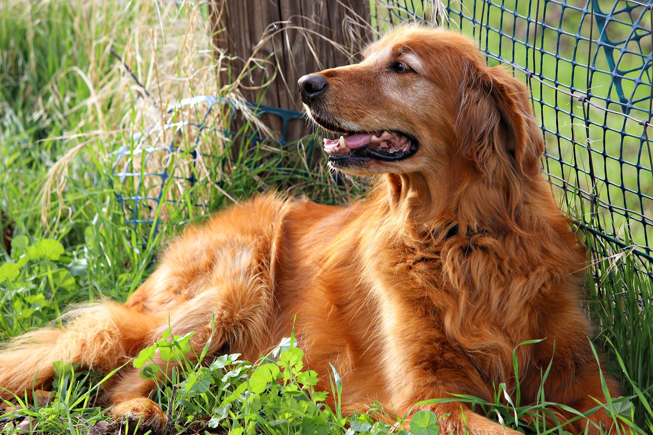 managing-golden-retriever-challenges