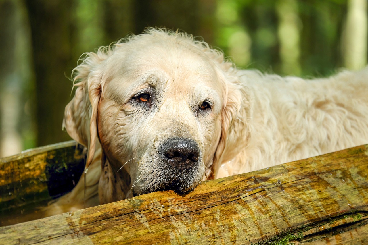 are-golden-retrievers-aggressive