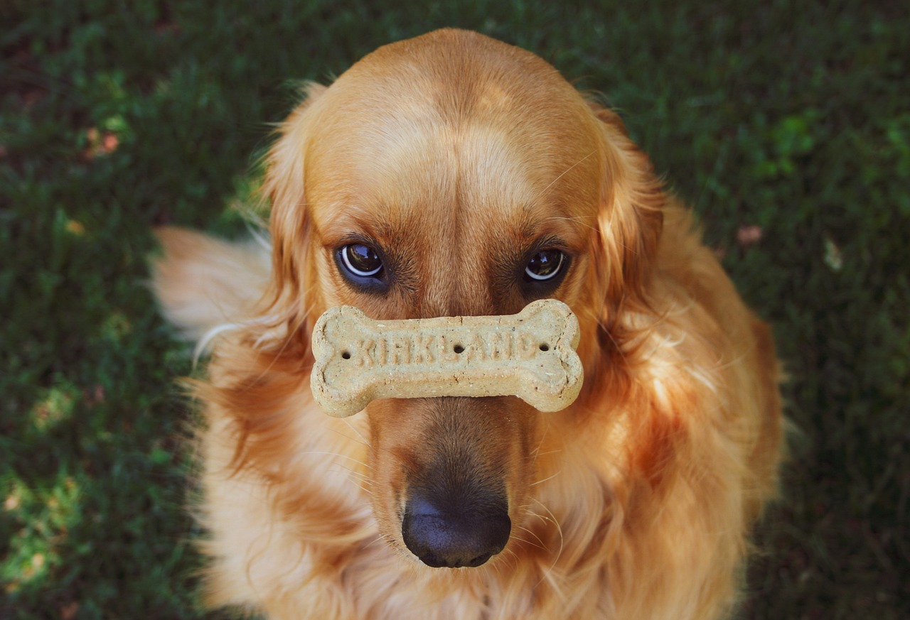 benefits-of-golden-retriever-homemade-dog-food