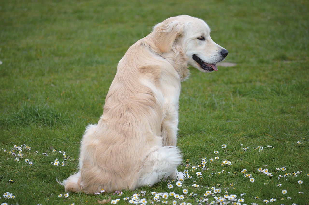 are-golden-retrievers-aggressive-key-facts-on-their-temperament