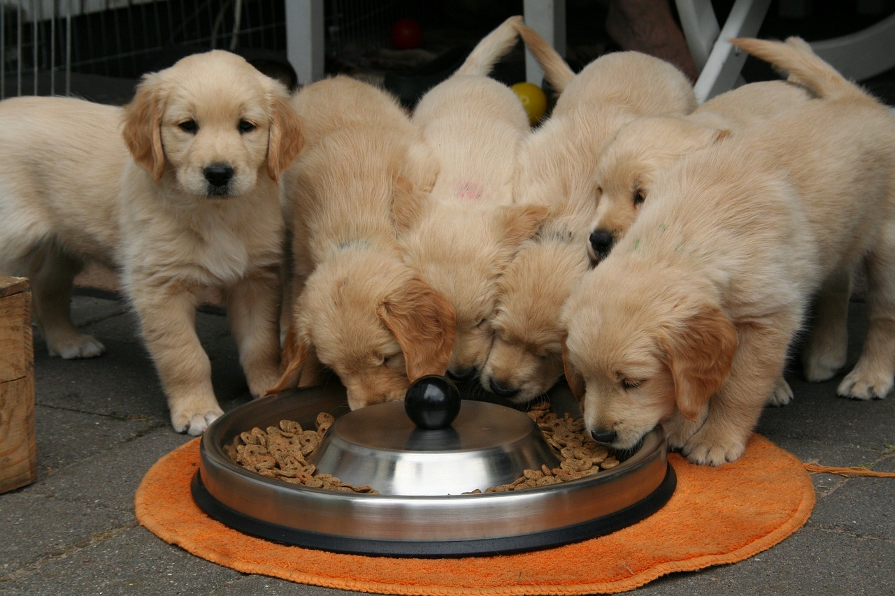 Understanding the Nutritional Needs of Golden Retriever Puppies