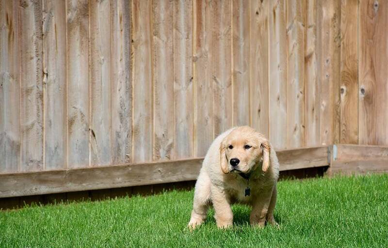 golden-retriever-puppy-potty-training