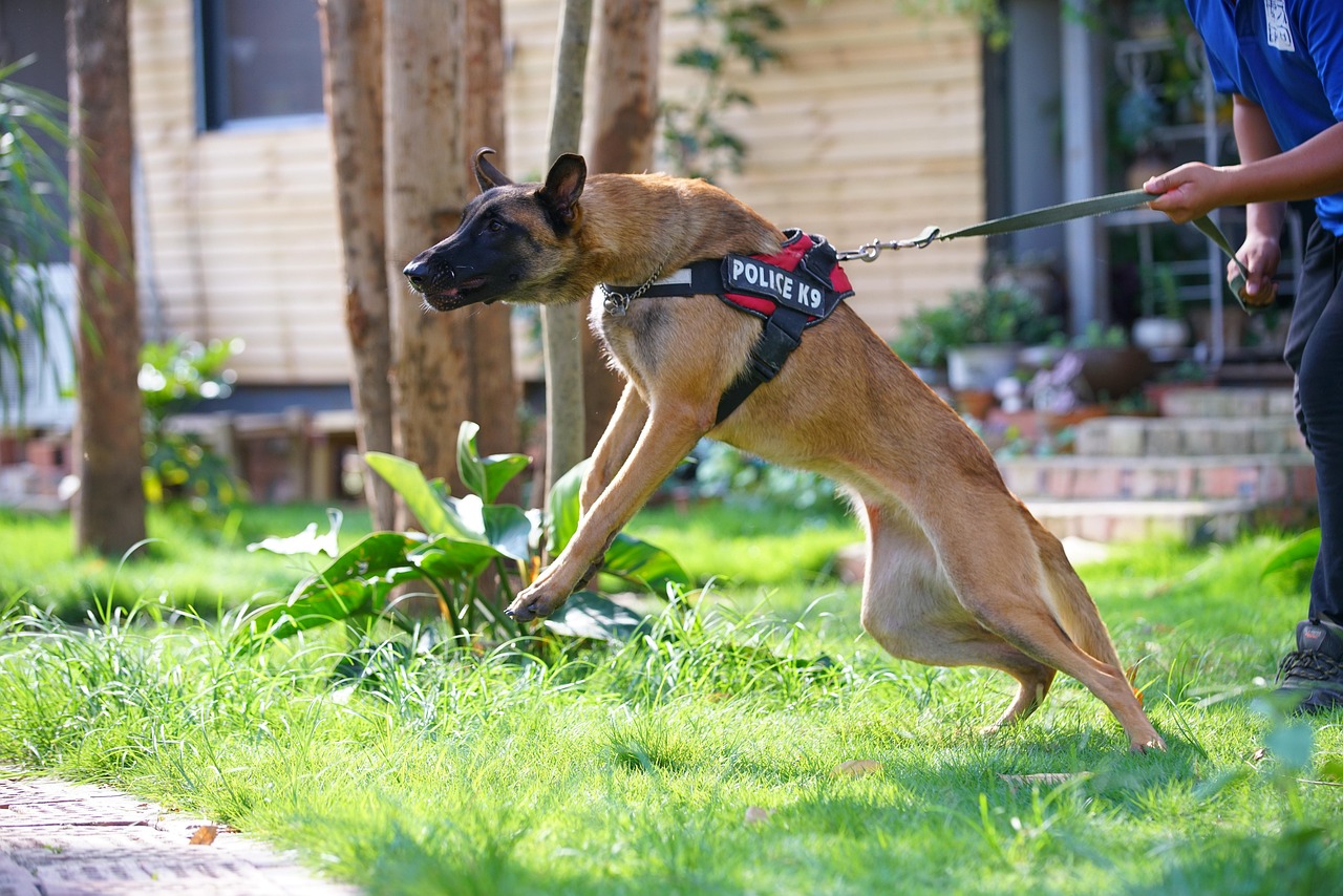 Understanding the Term “Guard Dog” 