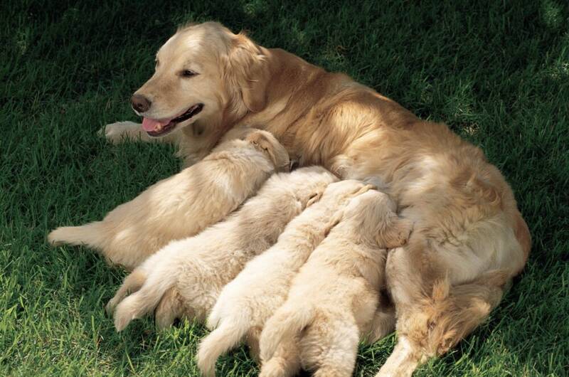 how-long-are-golden-retrievers-pregnant