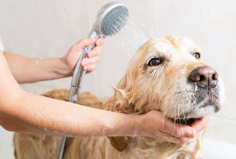 how-often-to-bathe-golden-retriever