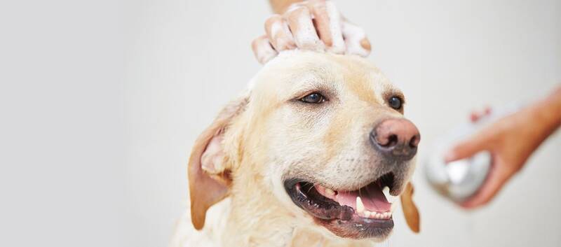 how-to-effectively-use-shampoo-for-golden-retrievers