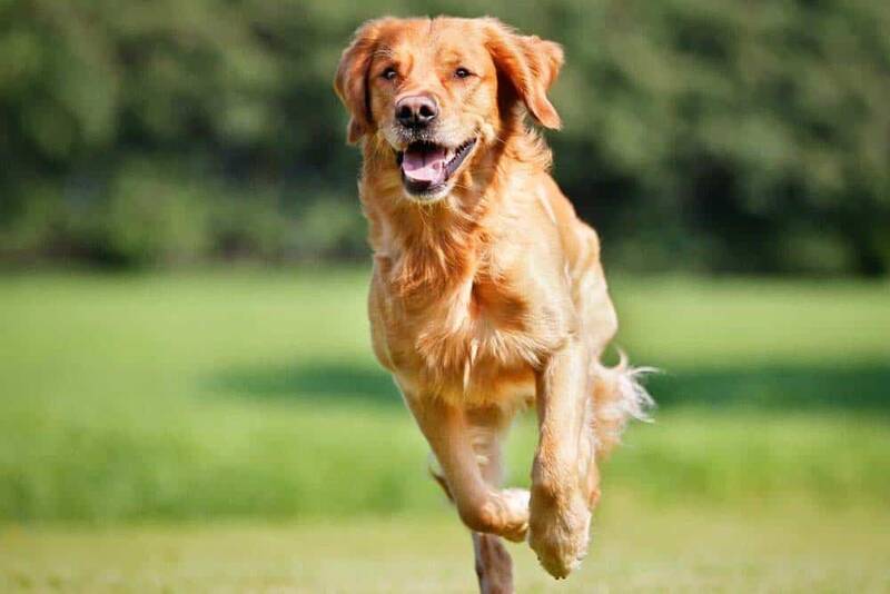 how-to-help-golden-retriever-live-longer