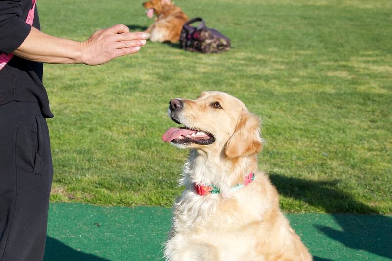 how-to-train-a-golden-retriever-some-basic-tips