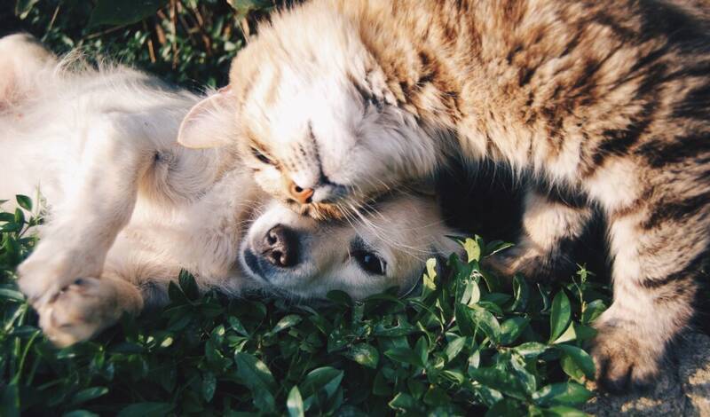 introducing-golden-retriever-to-cat