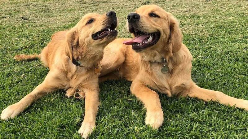 methods-to-minimize-shedding-in-golden-retrievers