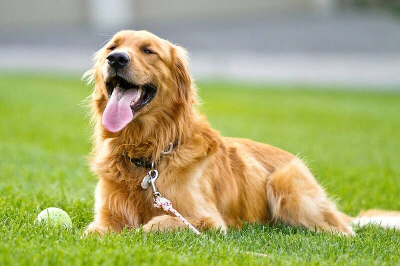 nutrition-for-golden-retrievers