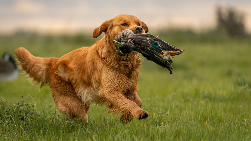 other-advanced-training-for-golden-retrievers