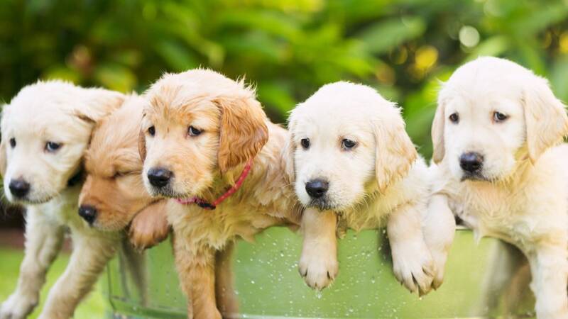 preventing-golden-retriever-health-issues