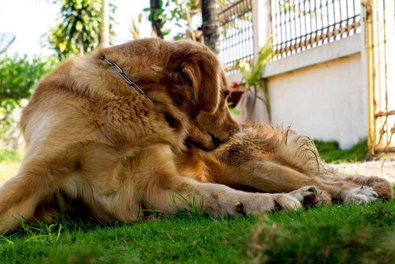 preventing-skin-problems-in-golden-retrievers