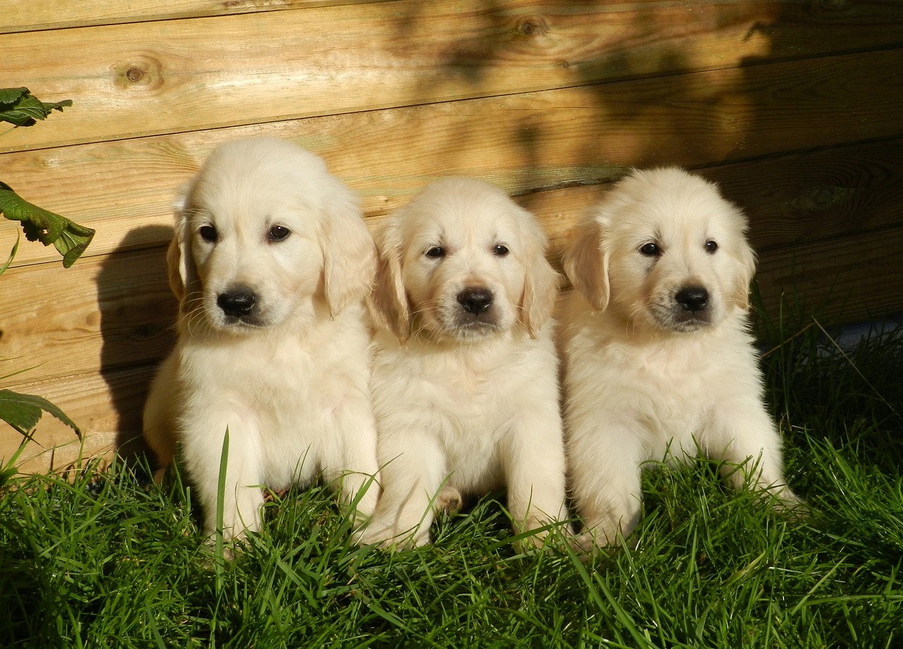 golden-retrievers-homemade-dog-food