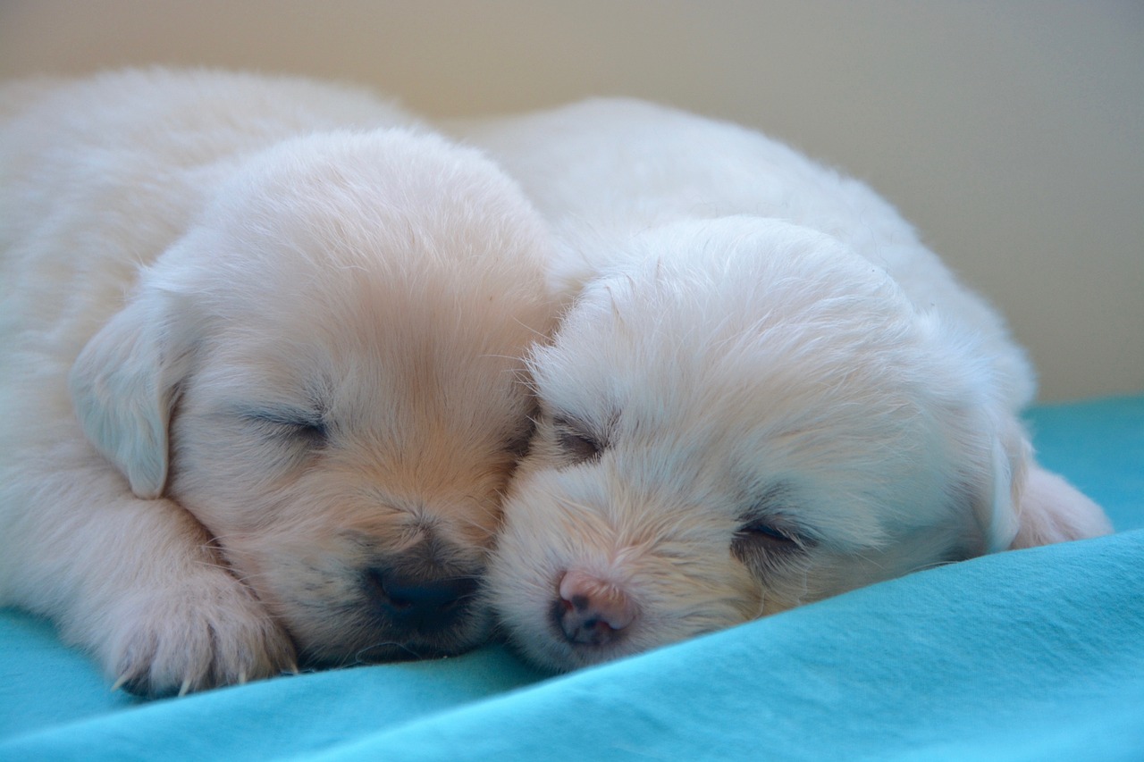 How Much Food for Golden Retriever Puppy: An Expert’s Guide