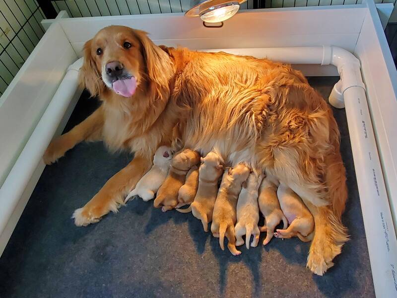 risks-and-complications-while-golden-retriever-pregnant