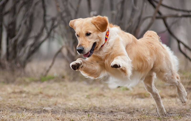 signs-of-abnormal-shedding-in-golden-retrievers