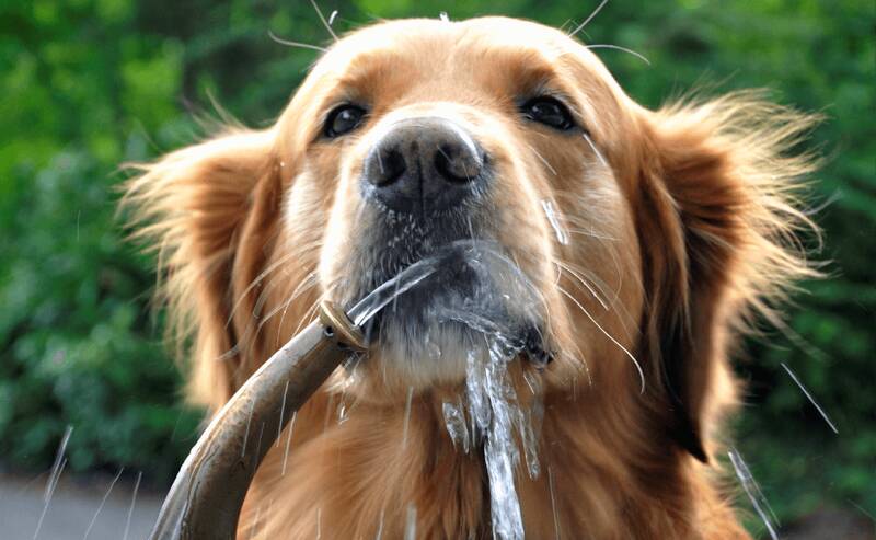 the-consequences-of-golden-retriever-over-bathing-or-under-bathing