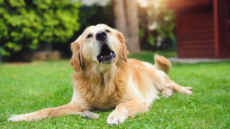 training-for-common-behavioral-issues-of-golden-retrievers