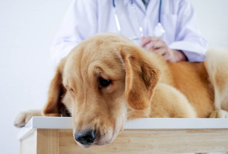 types-of-cancer-in-golden-retrievers-and-their-symptoms