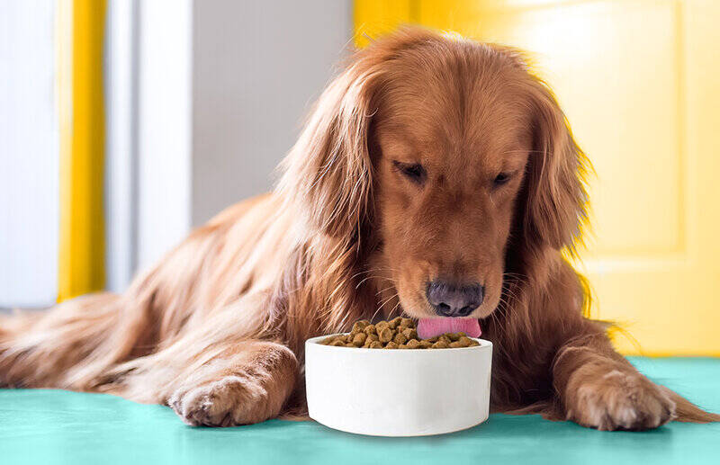 types-of-dog-food-for-golden-retrievers