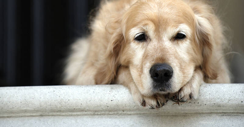 understanding-golden-retriever-health-concerns